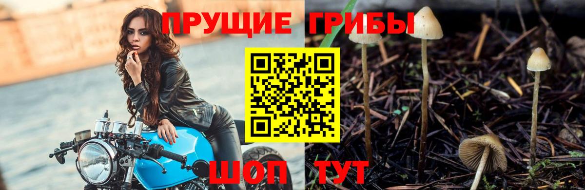 Галлюциногенные грибы Psilocybine cubensis  Вход с VPN  закладка  Кирово-Чепецк 